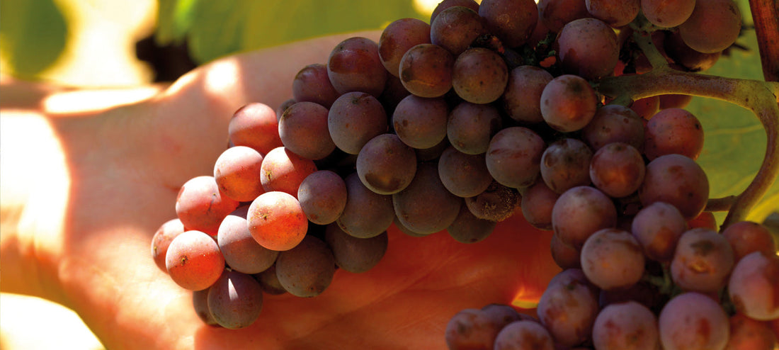 Weingut Heitlinger